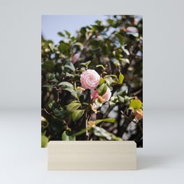 House Chrysanthemum Mini Art Print