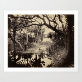 Live Oaks and Palmetto Everglades Florida 1886 Vintage Photo by George Barker Art Print