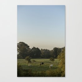 Grazing in the morning dew | Dutch Glory photography | Netherlands | Natural colors Canvas Print