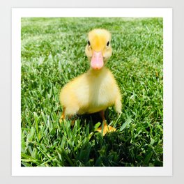 Vanilla the Duckling Photograph Art Print