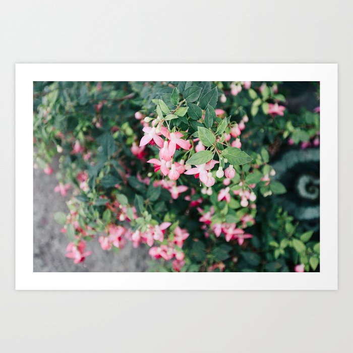Fuchsia Hybrida Pink Flower Print Art Print
