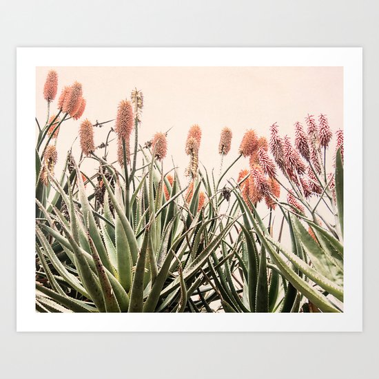 Cactus Blooms 2 Art Print