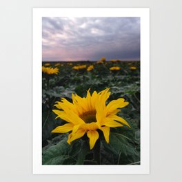 Sunflower Field Art Prints For Any Decor Style Society6