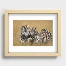 Zebras in High Grass Recessed Framed Print