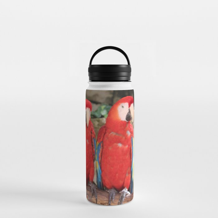 Mexico Photography - Two Red Parrots On A Branch Water Bottle