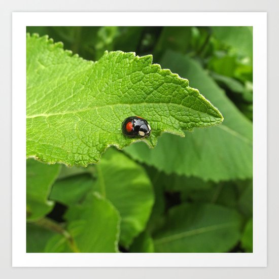 black ladybug I Art Print