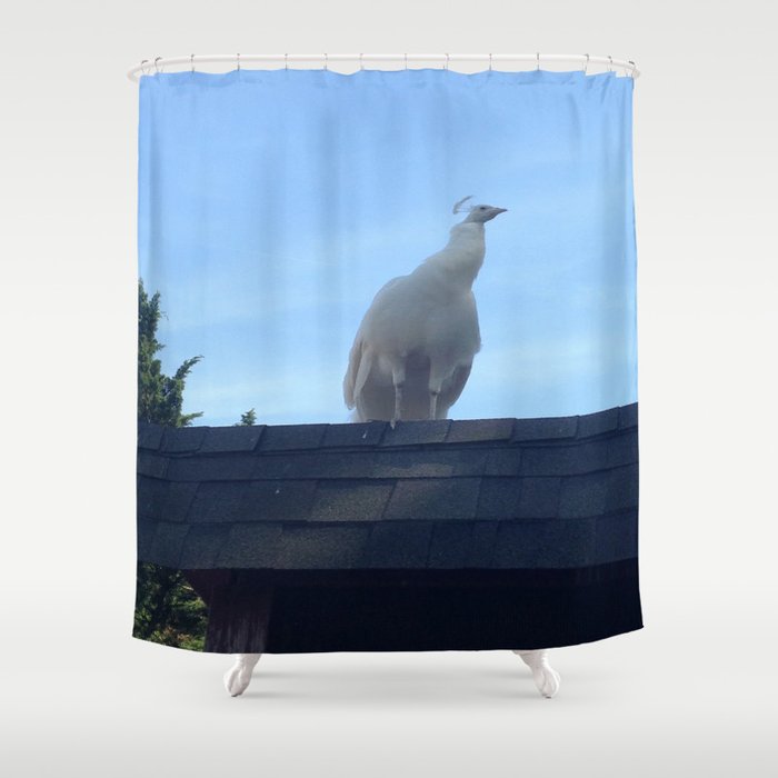 albino peacock  Shower Curtain