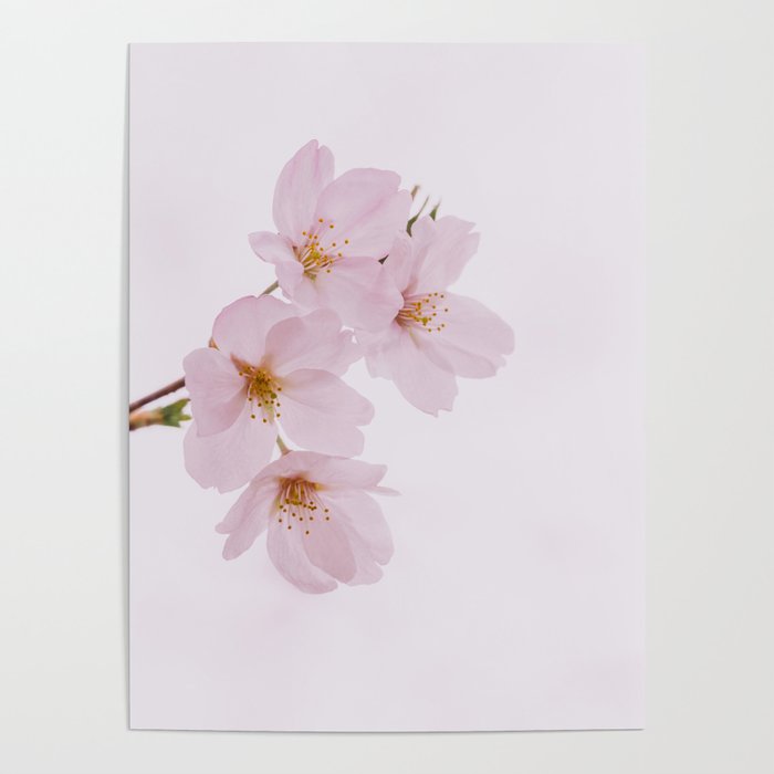 Beautiful spring cherry blossoms at Yoyogi Park in Tokyo Poster