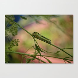 Caterpillar nap Canvas Print