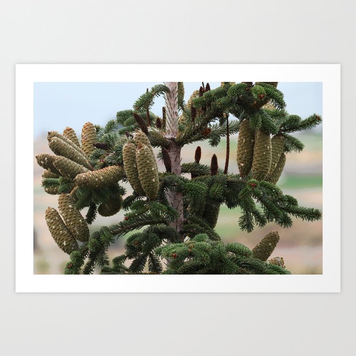 Closeup of large cones at the top of a pine tree Art Print