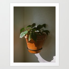 Philodendron Micans in morning sunlight Art Print