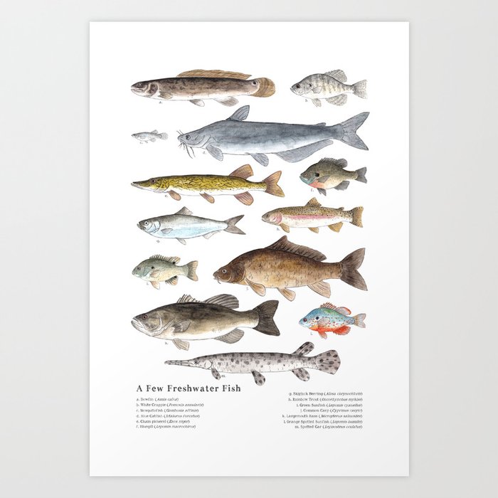 A Few Freshwater Fish Kunstdrucke A Few Freshwater Fish Kunstdrucke