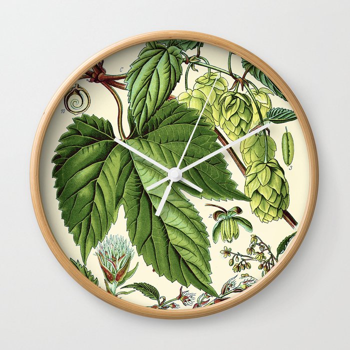 Humulus lupulus (common hop or hops) - Vintage botanical illustration Wall Clock