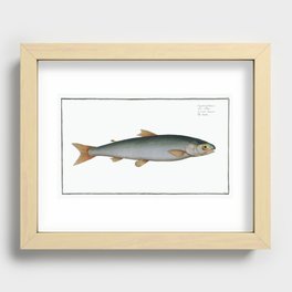 Umble (Salmo Umbla) from Ichtylogie, or Natural History General and Particular of Fishes (1785–1797) Recessed Framed Print