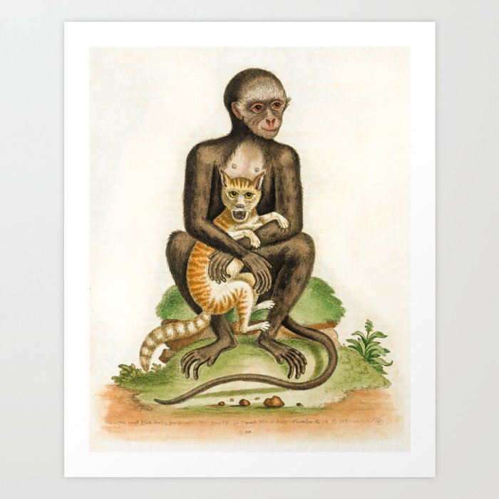 Black monkey with kitten playmate by George Edwards, 1761 (benefiting The Nature Conservancy) Art Print