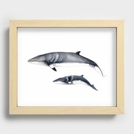 Minke whale with baby whale Recessed Framed Print
