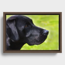 Black  Labrador Framed Canvas