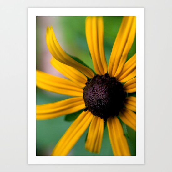 Yellow Susan Art Print