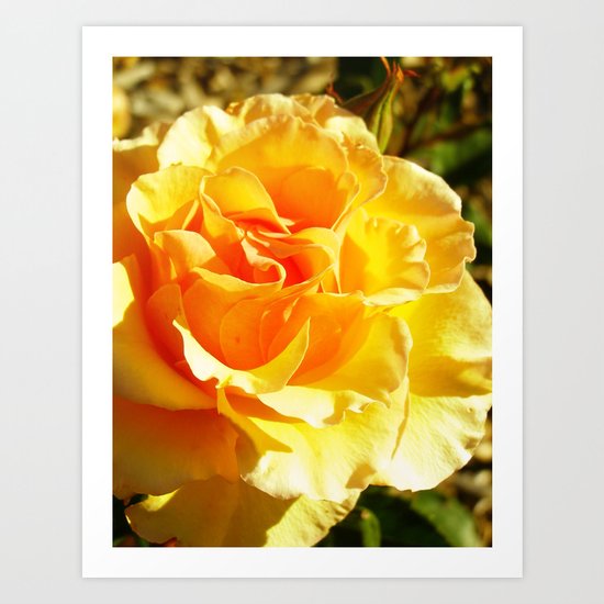 roses IXX Art Print