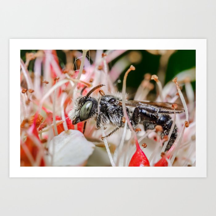 Not Tangled, Just Chillin' Sand Wasp Macro Photograph Art Print