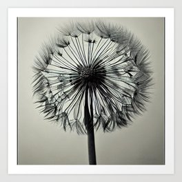 dandelion outline Art Print