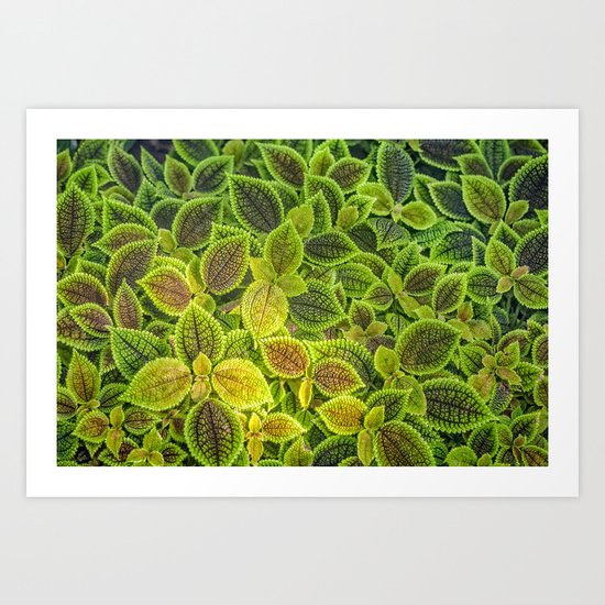 Friendship plant Art Print