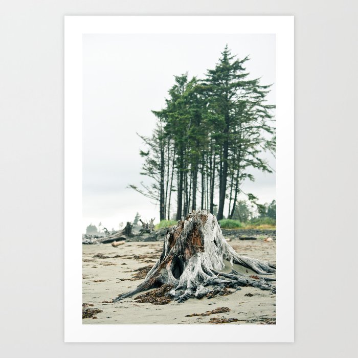 Driftwood Beach Forest Landscape Pacific Ocean Northwest Washington Wilderness Outdoors Nature Nautical Art Print