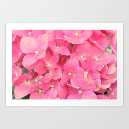 Hi Drangea Art Print