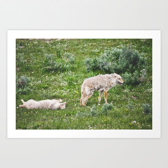 Coyotes Couples Art Print
