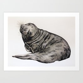 Elephant seal pup Art Print