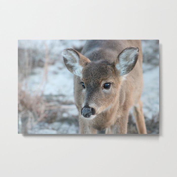 Deer At Fire Island Metal Print
