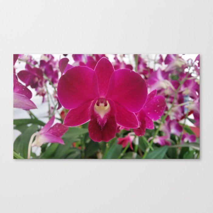 Singapore Orchid Canvas Print By Mineralphotos Society6