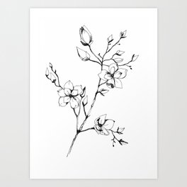 Magnolia pen drawing | Botanical Illustration in black and white  Art Print