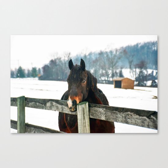 Thoughtful Horse Canvas Print