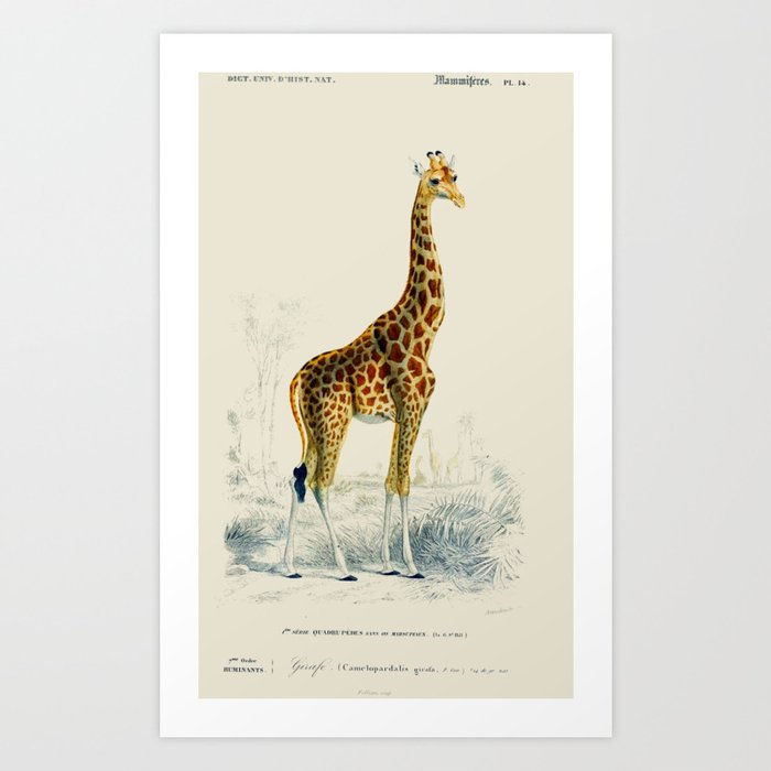 Vintage Giraffe Art Print