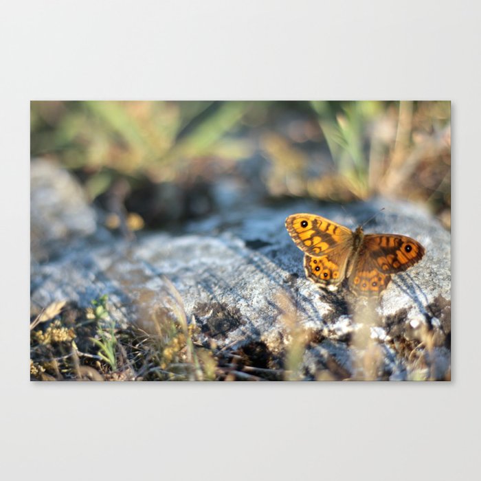 Beautiful orange-black colored butterfly Canvas Print