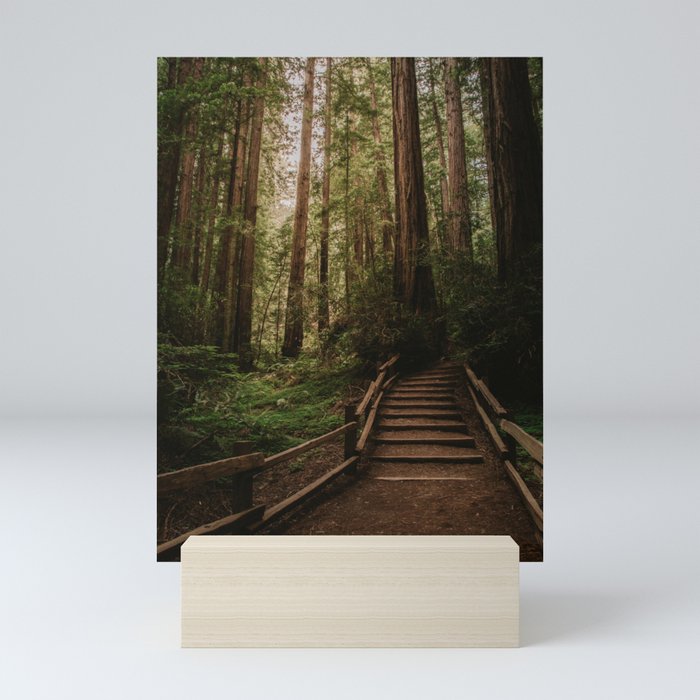 Muir Woods | California Redwoods Forest Nature Travel Photography Mini Art Print