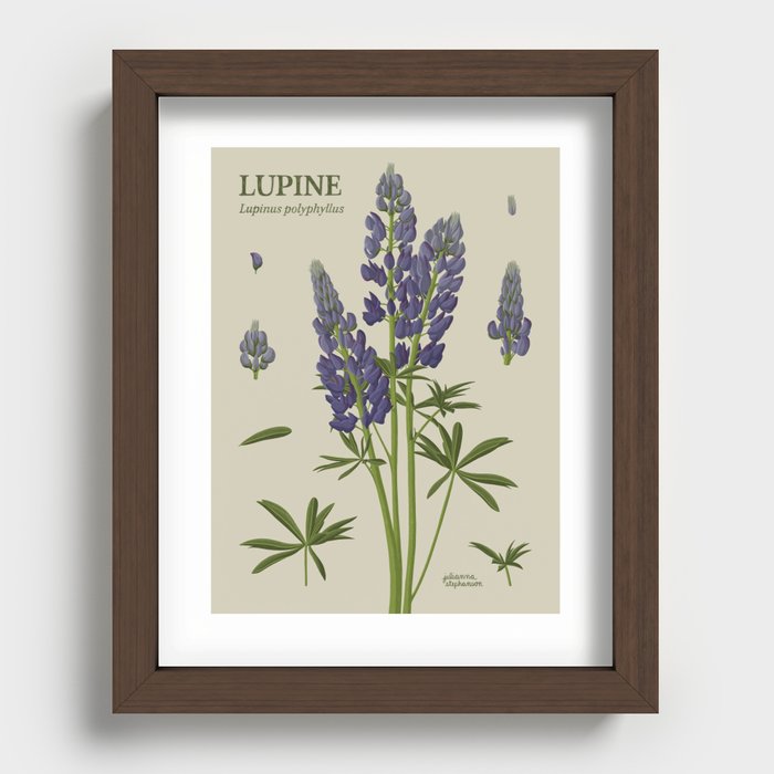 Botanical Lupine Recessed Framed Print
