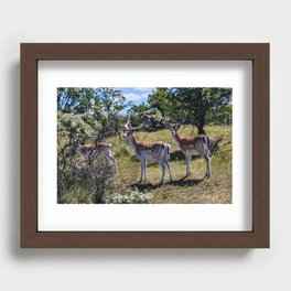 Fallow deer Recessed Framed Print