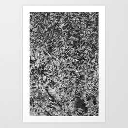 Folhas - Black and White  Art Print