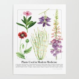 Plants Used in Modern Medicine Poster