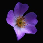 sweetviolets