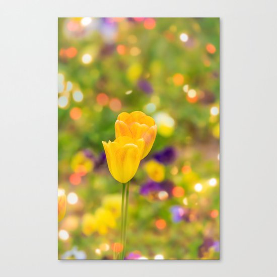 Valentine tulips Canvas Print