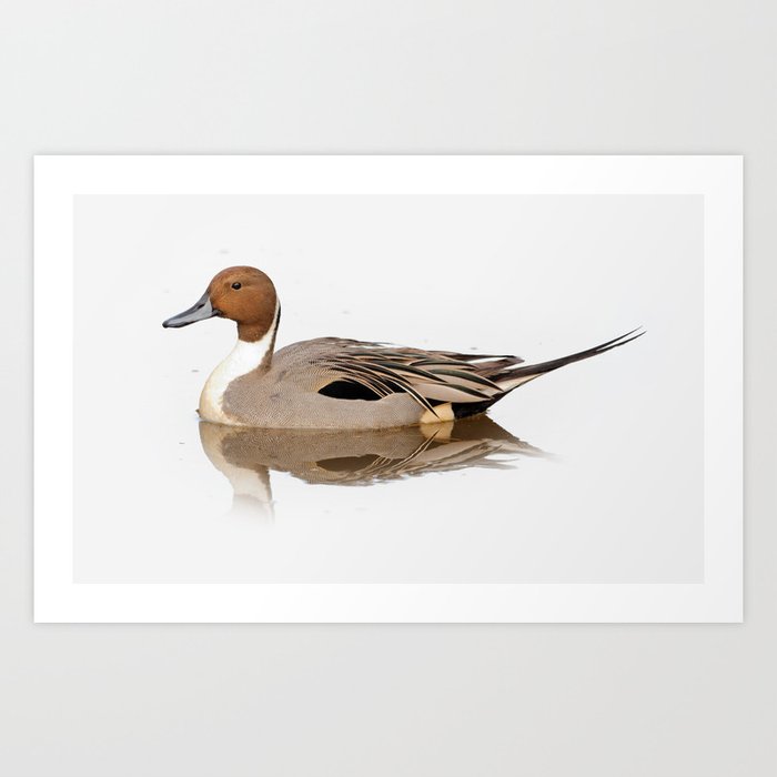 Reflections of a Northern Pintail Duck Art Print