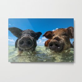 Bahamas Pigs Metal Print