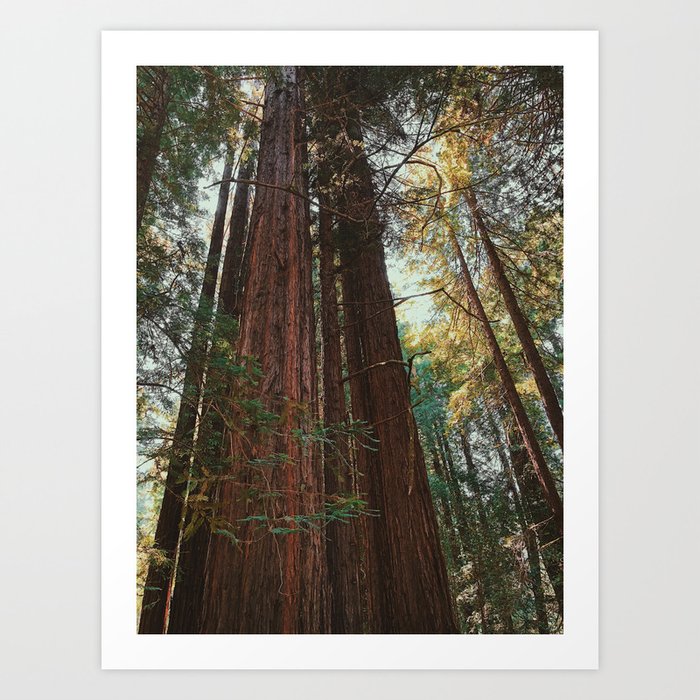 Redwood Trees Art Print