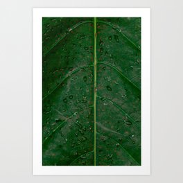 Botanical leaf with rain drops | Tropical travel photography | Nature art print Art Print