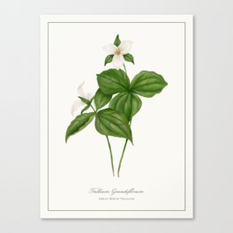 Great White Trillium Watercolour Botanical Canvas Print