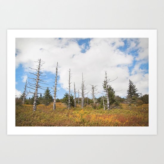 Trees in Mt. Rogers, Virginia Art Print