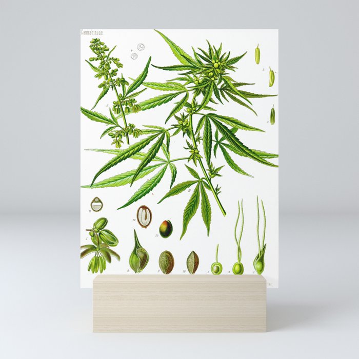 Antique Cannabis Sativa Botanical Illustration Mini Art Print